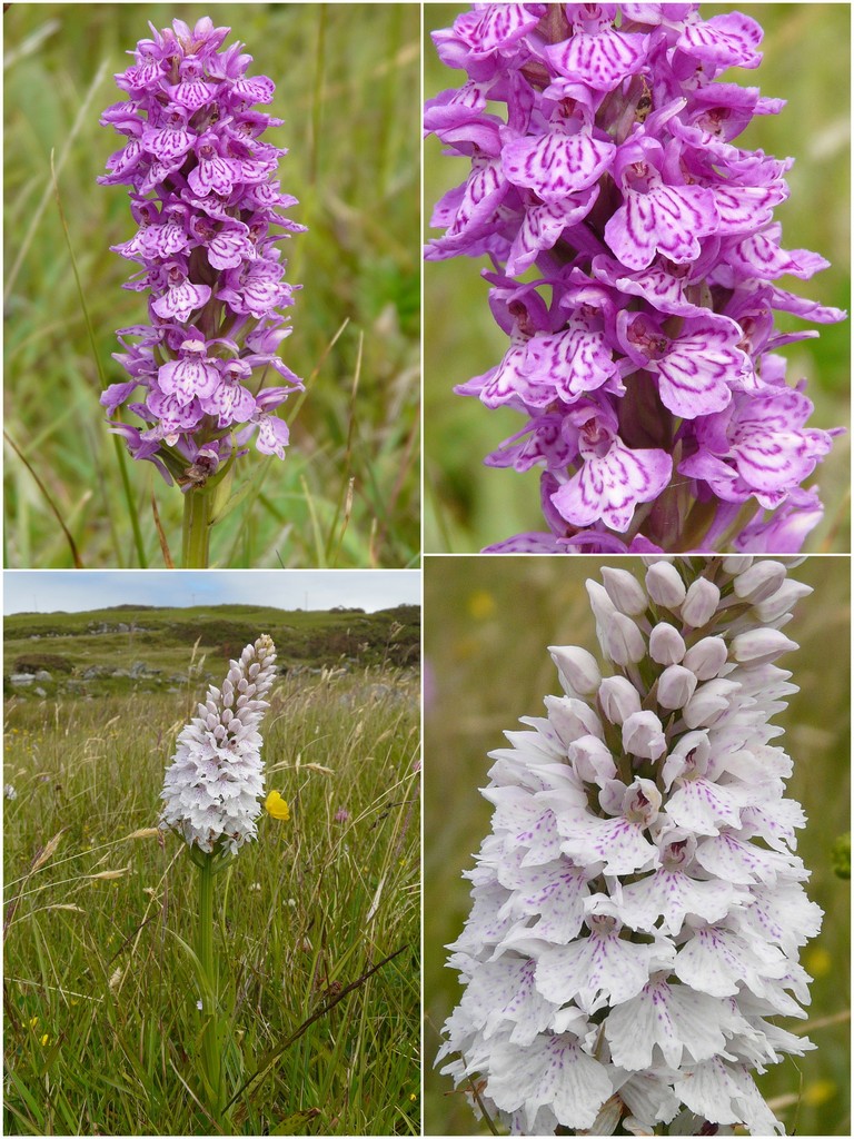 Orchidee d''Irlanda